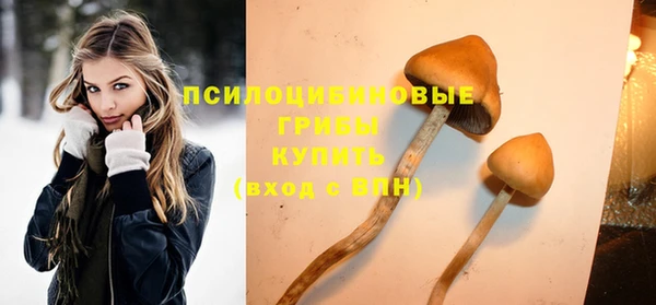 стаф Ельня